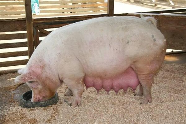一种妊娠母猪饲料pdf(图1)