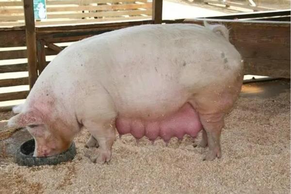 妊娠母猪的营养与饲料(图1)