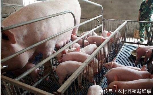 猪饲料配方700例_GAOQS(图1)
