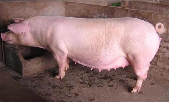 怀孕母猪的营养与饲料妊娠母猪对营养的需求(图1)