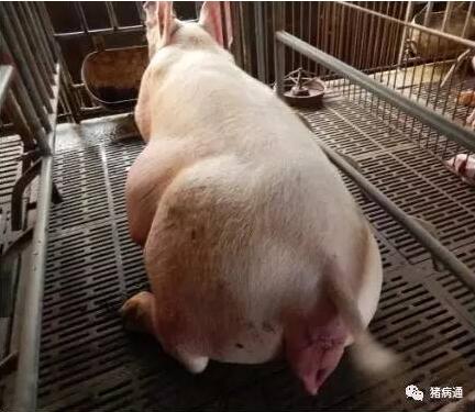 【图】阿杜宣布妻子怀孕揭秘其妻子个人信息(图1)