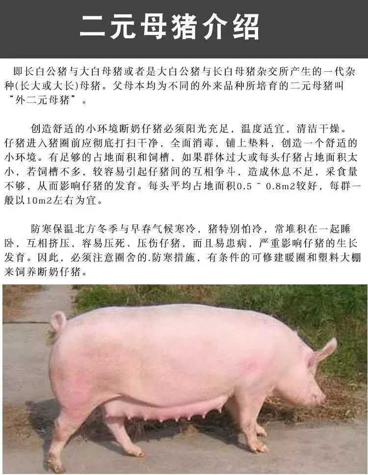 生猪养殖主要有哪些成本呢?(图1)
