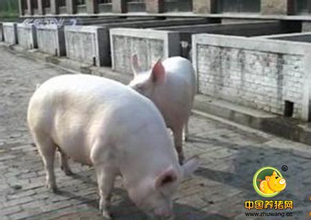 牧原股份:3月生猪养殖完全成本为116元KG商品猪销售收入同比下降三成(图1)
