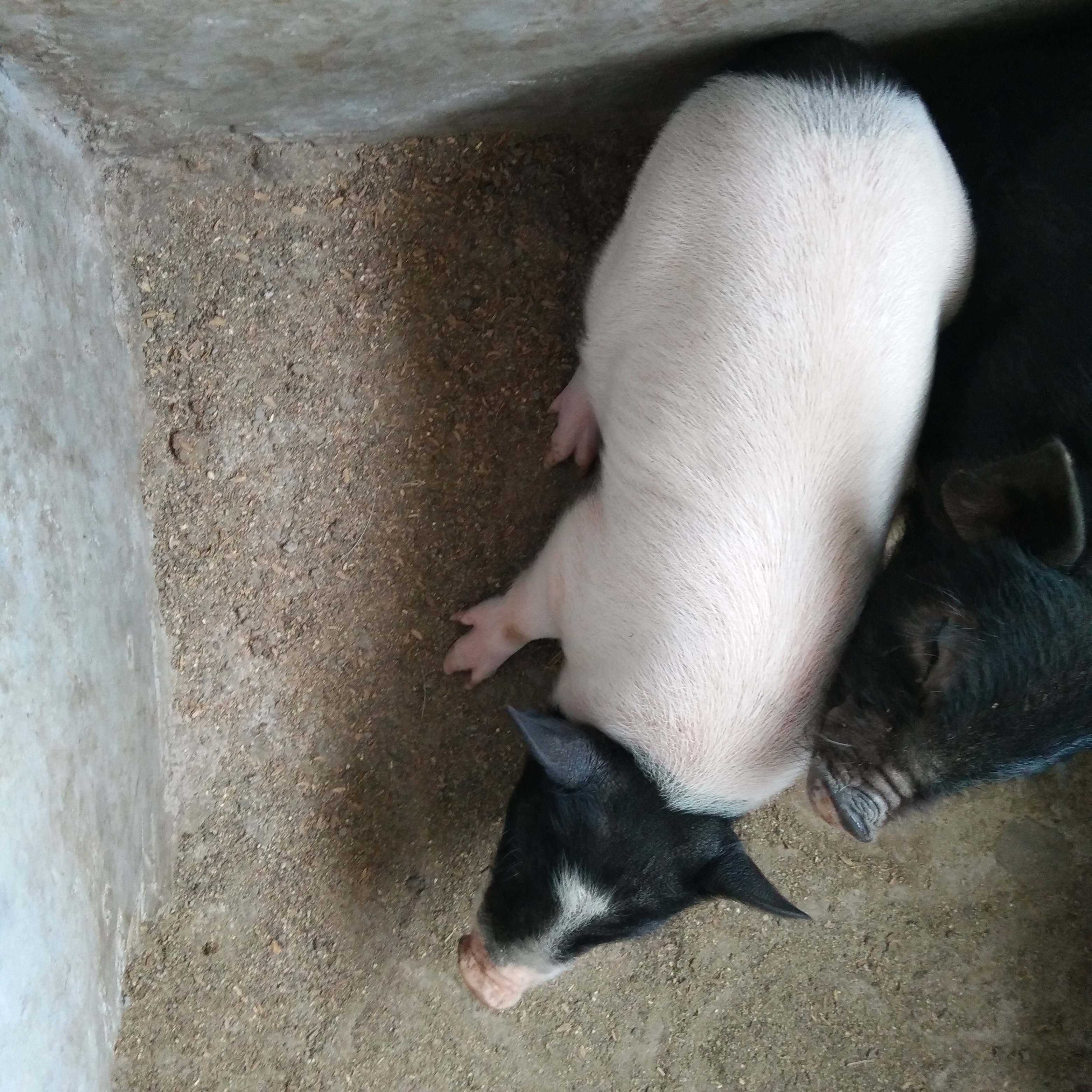 怀孕母猪饲养管理3要点(图1)