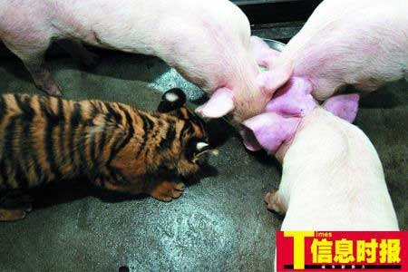 妇女史冬英养猪脱贫(图1)