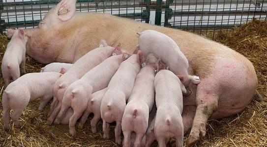 播恩集团拟1125亿并购三家饲料公司上半年扭亏终止两处饲料募投项目(图1)