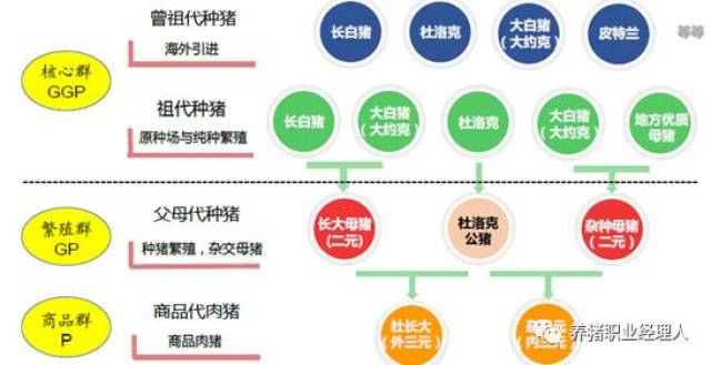 母猪养殖项目计划(图1)
